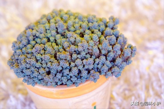 看从公园里捡来的姬星美人,如何逆袭成功!