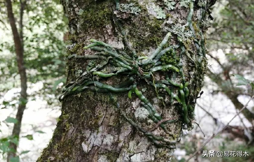 兰花国家级濒危珍稀物种布袋兰,国家保护植物兰花品种介绍
