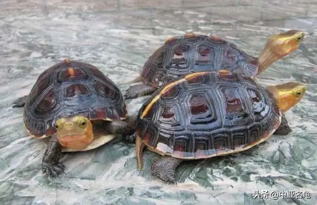 新手养龟快速入门教程,石金钱龟冬天怎么养新手必看