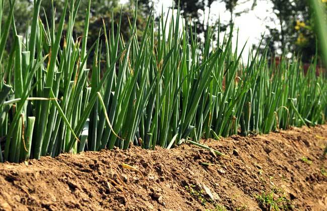 解决大葱重茬最有效的方法,大葱重茬多种病害并发怎么办