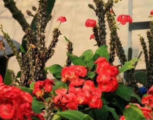 十种有毒的常见花卉植物,这几种带毒的植物家里一定不能养