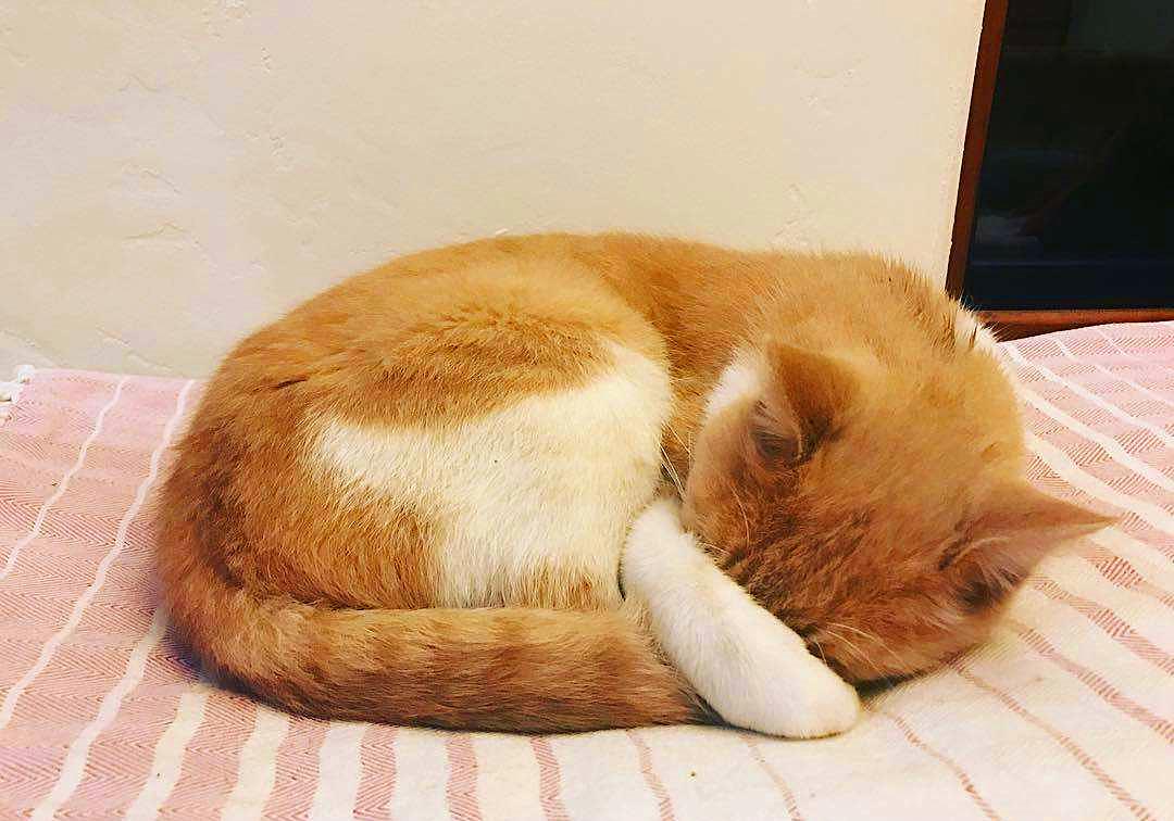 猫咪有毛怎么还怕冷,别看猫咪那么多毛猫咪是很怕冷的