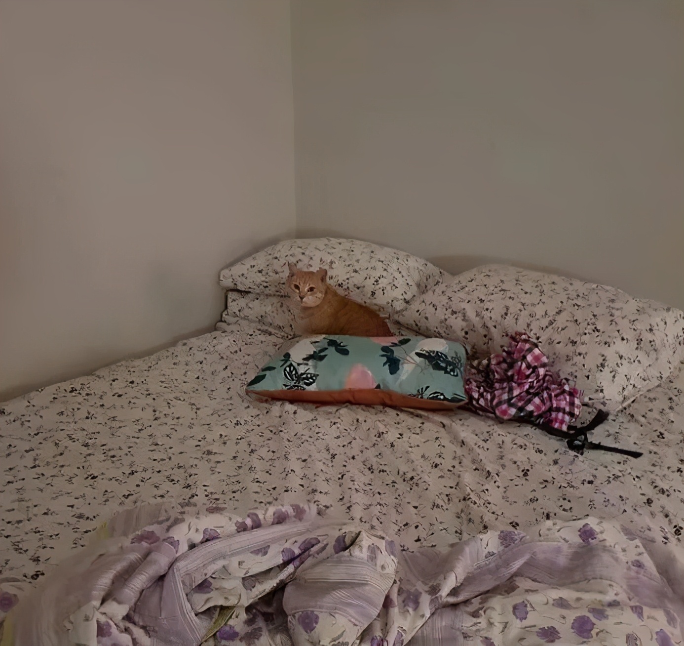 关于猫咪的可爱故事,可爱的小猫咪儿童故事