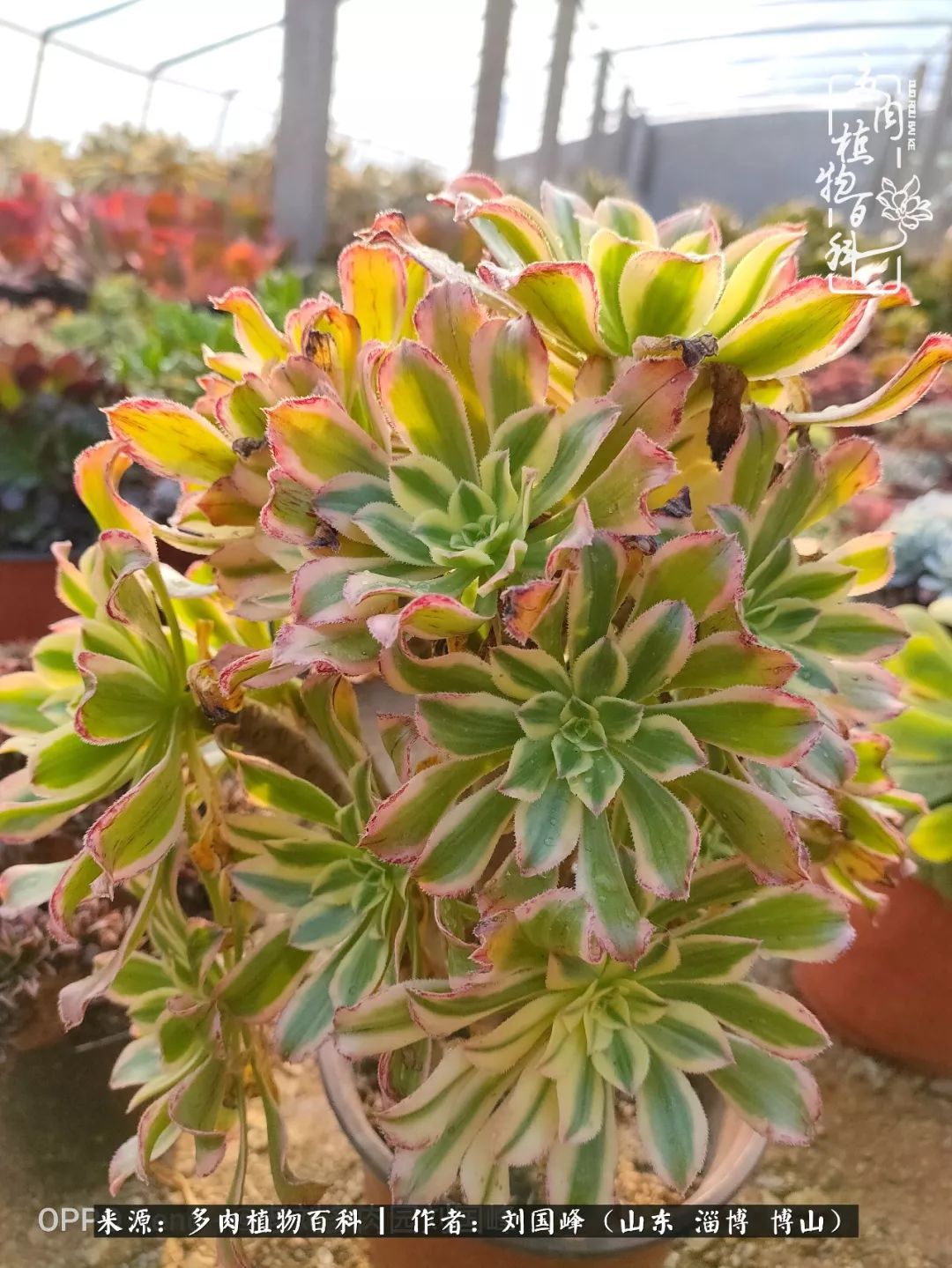 冬季室温20度以上多肉怎么养,贵的不一定就是好的便宜的