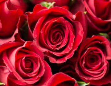 玫瑰花简介视频,玫瑰花简介外表