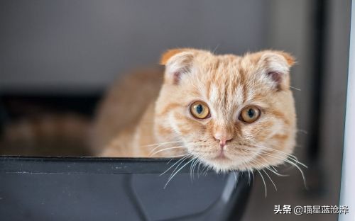 猫砂应该如何挑选好的品牌,猫砂到底该如何选择品牌