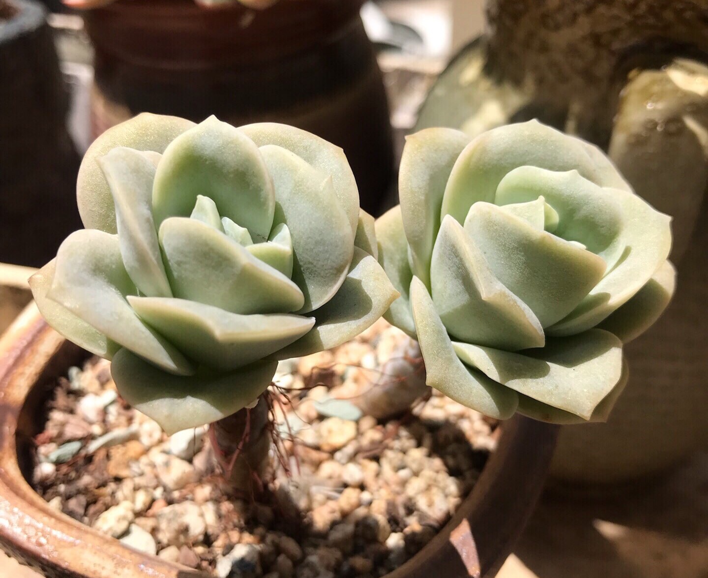 多肉徒长的原因及处理,多肉徒长的原因及解决方法