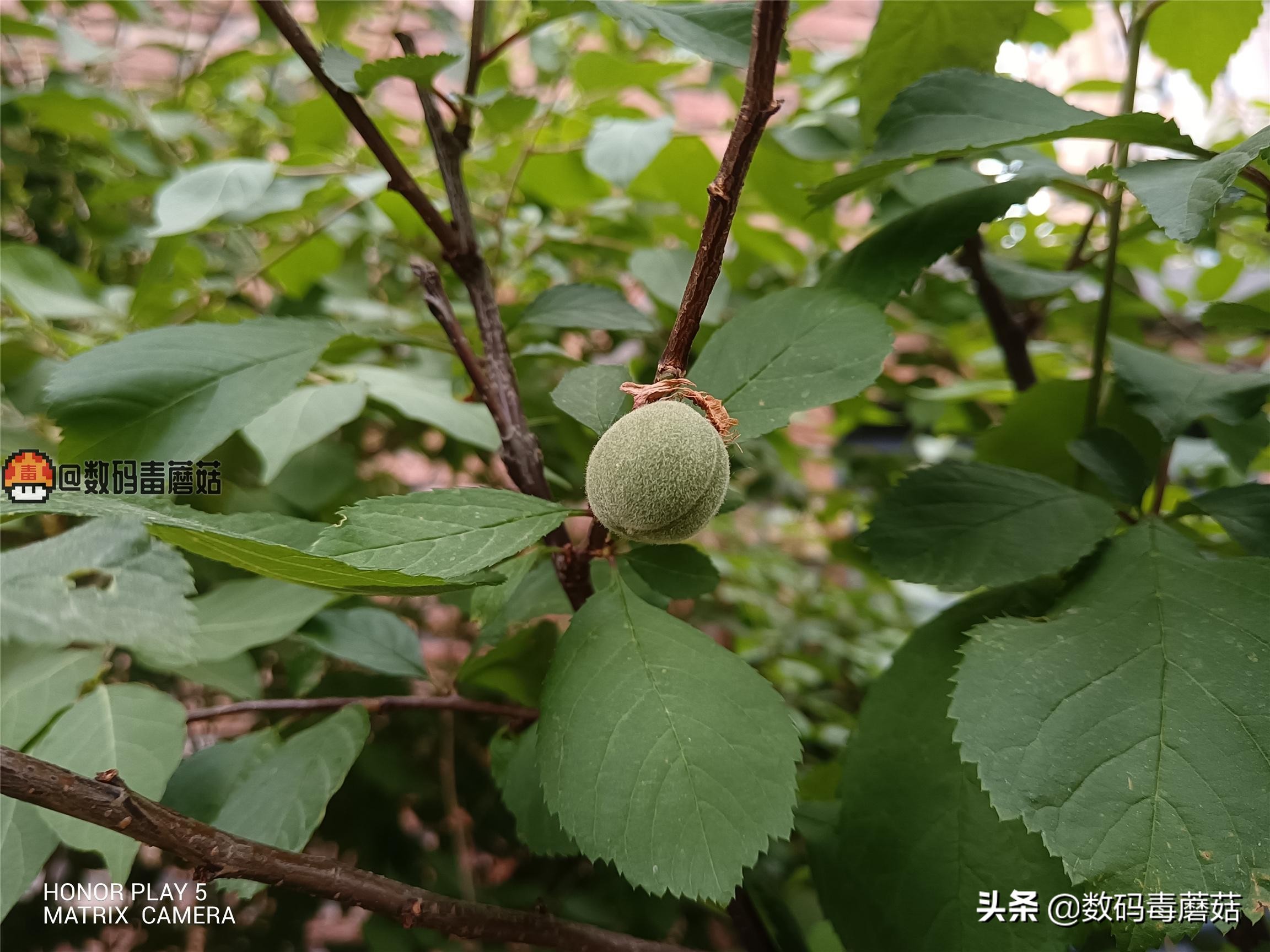 荣耀play5防水测试,轻薄便携式无线充电