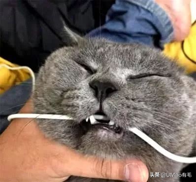 不许猫咪咬东西,不要溺爱猫咪