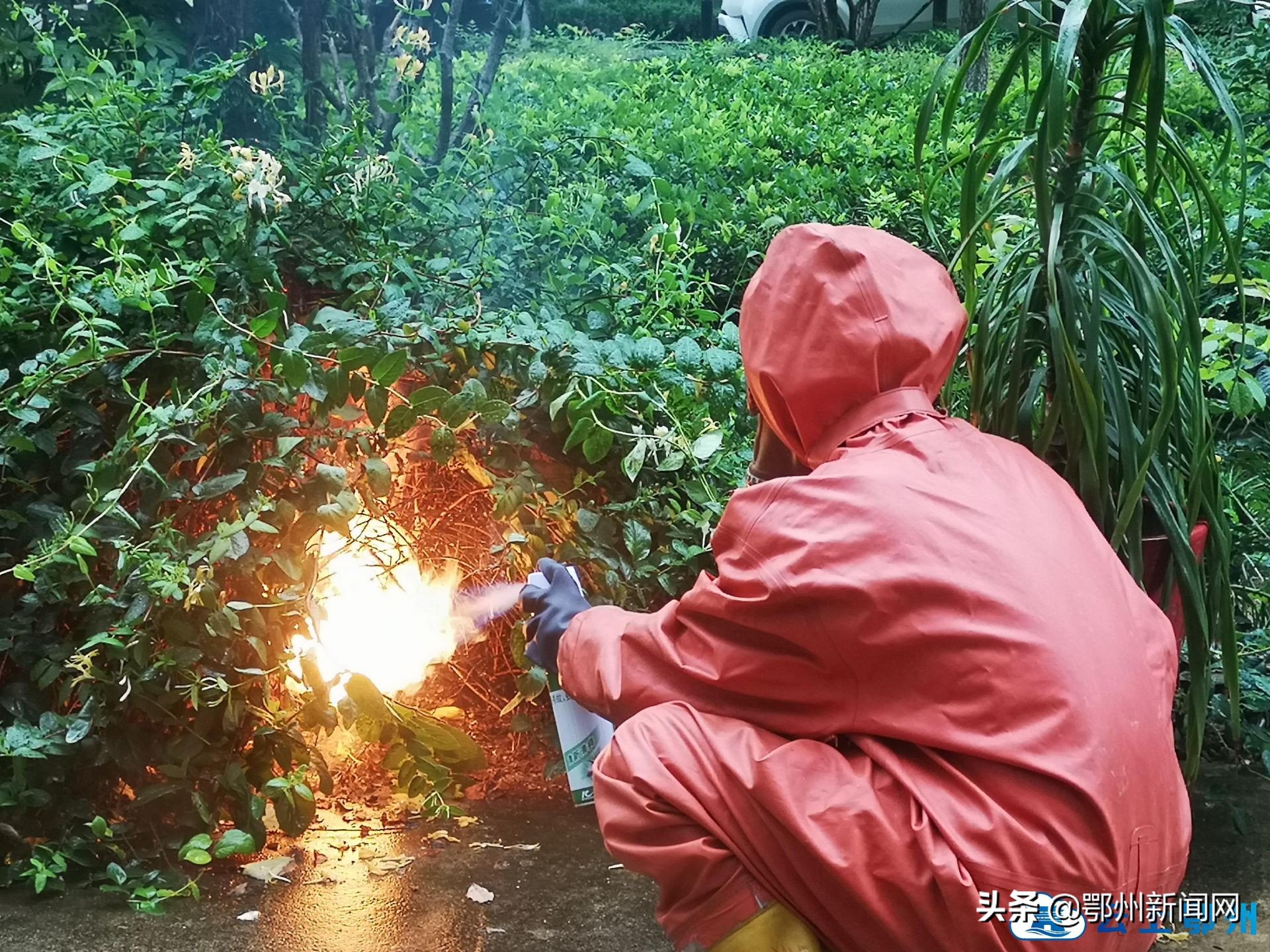 夏季马蜂“乱搭窝”怎么办？拨打119找消防蜀黍来盘它