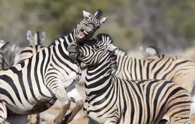 非洲斑马，食草动物界扛把子