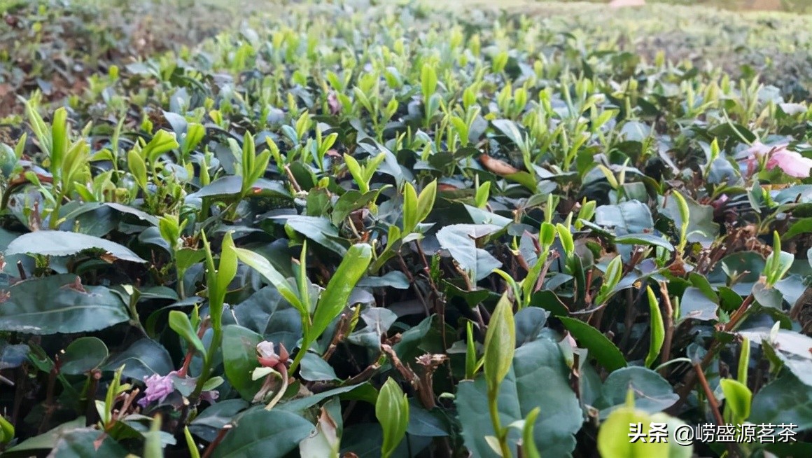 优质崂山绿茶特点,最好的崂山绿茶推荐品种