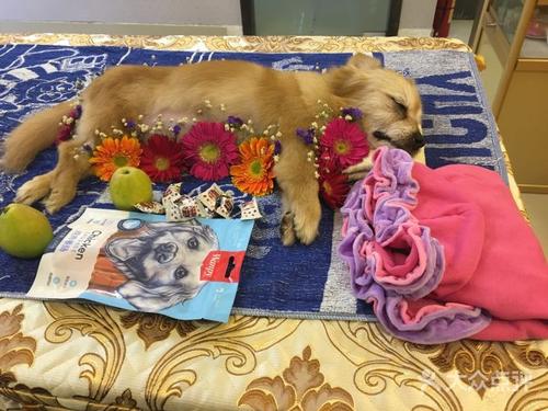 宠物老鼠死了怎么处理,宠物狗死了怎么处理