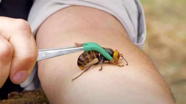 澳洲鹦鹉大规模死亡,澳大利亚大量鹦鹉离奇死亡