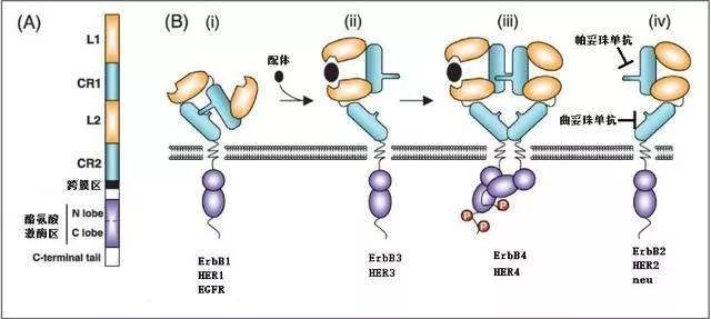 2019年肺癌靶向药,2019年有何靶向药物降价