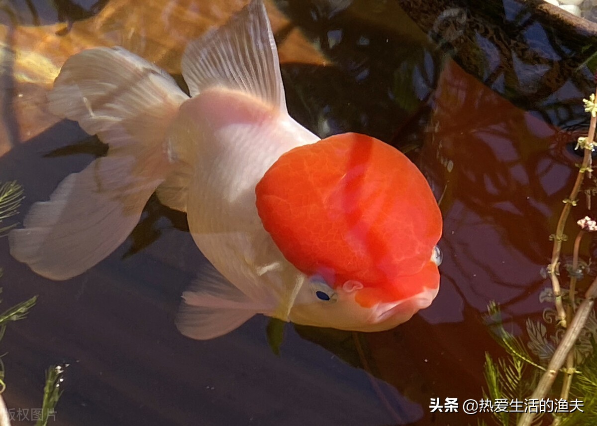 金鱼要怎么养才能活得更久,掌握好这五点养好金鱼根本就不难