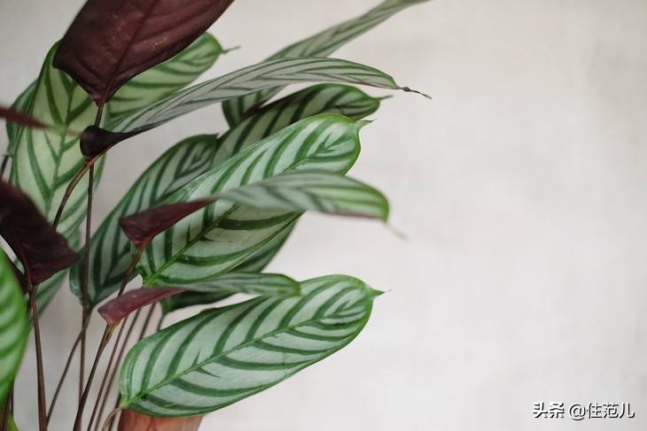 碧桂园阳台花园打造方法,50平打造网红阳台