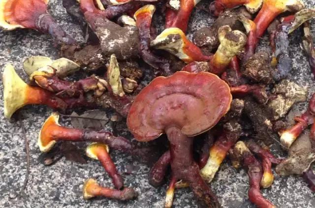 山东特产不为人知的特产,山东干货特产有哪些