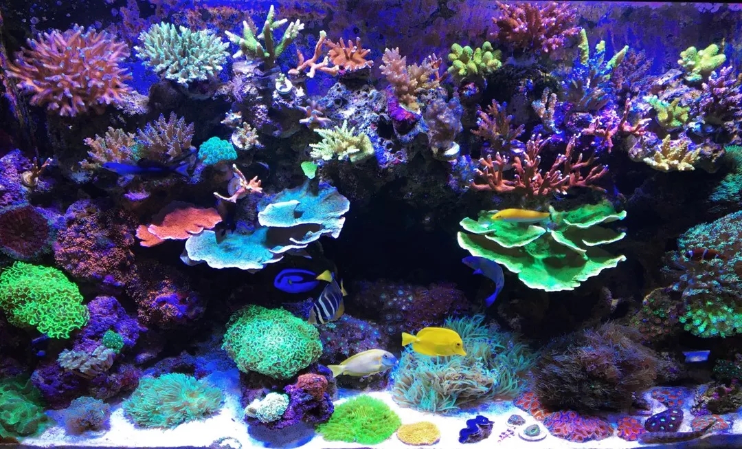 珊瑚缸添加小球藻,珊瑚缸长红褐色藻需要处理吗