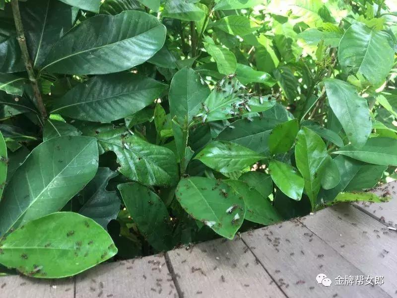 南宁邕江红火蚁,被广西红火蚁咬了怎么办