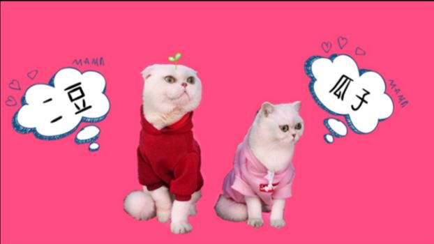 抖音各行各业粉丝排名数据,抖音粉丝十大排名