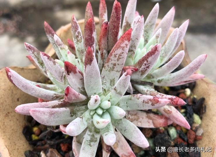 杜爱丽丝多肉怎样养,多肉爱杜丽丝用什么土种好