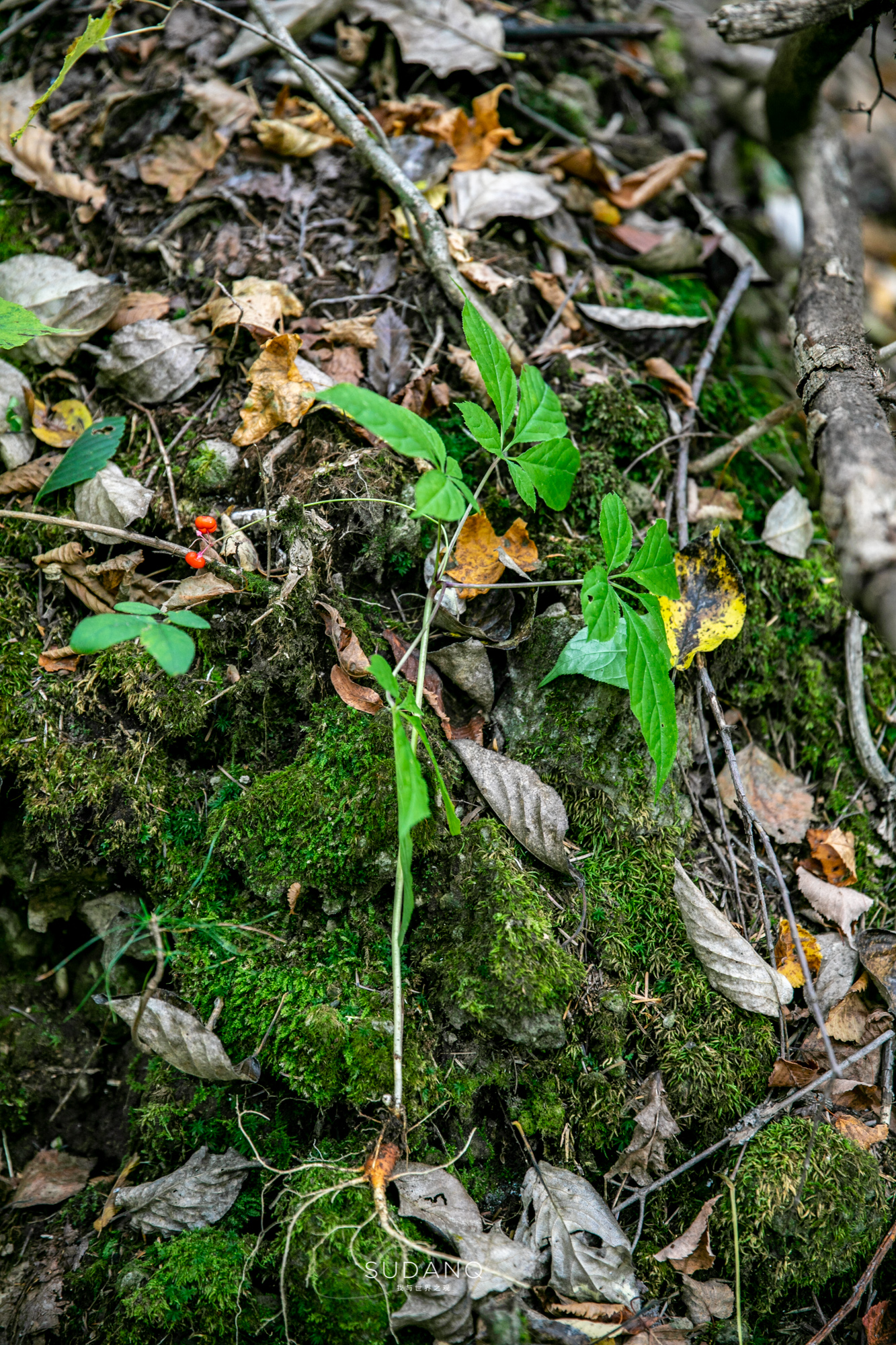 长白山百年野生人参为什么贵,长白山人参最好在哪里