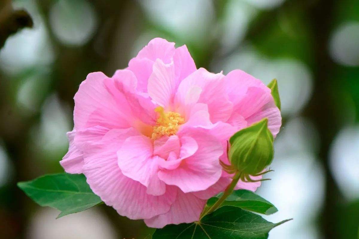 100种花语图解大全,100种象征着爱情的花的花语