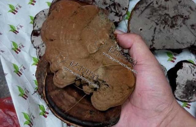 怎样吃灵芝可祛斑,灵芝有祛斑的功效吗