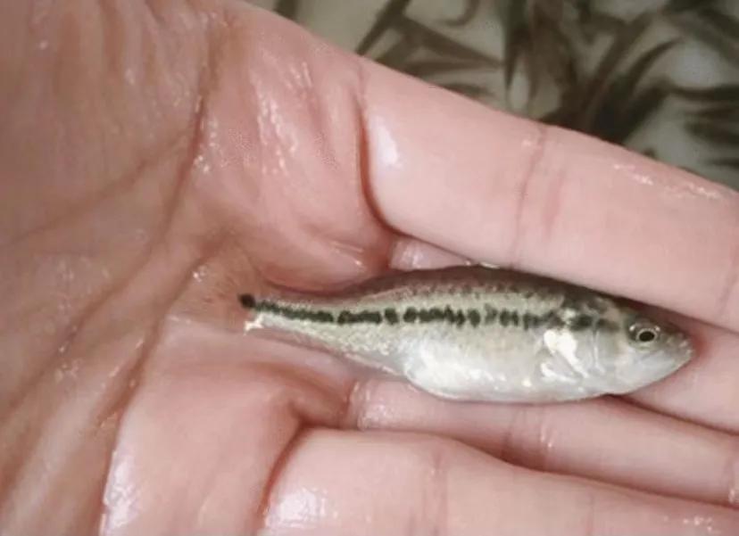 加州鲈苗为什么感染虹彩病毒,加州虹彩病毒如何治疗