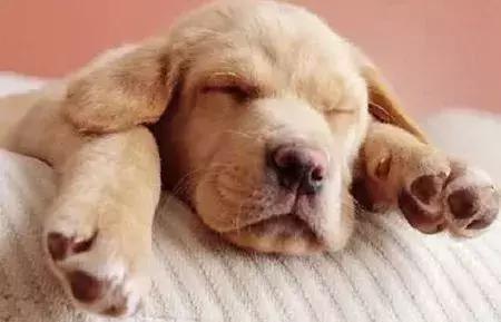 狗狗肉垫护理视频,夏季狗狗冰垫