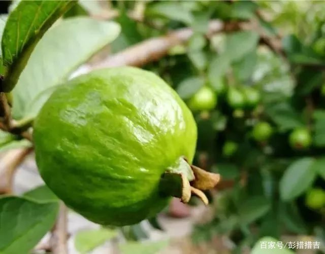 儿时的记忆农村野果,家乡野果记忆深处的味道