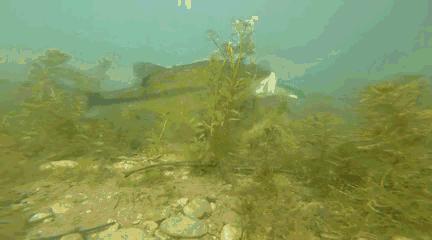 中国顶级鱼类大全你认识多少,十大淡水掠食性鱼类排名