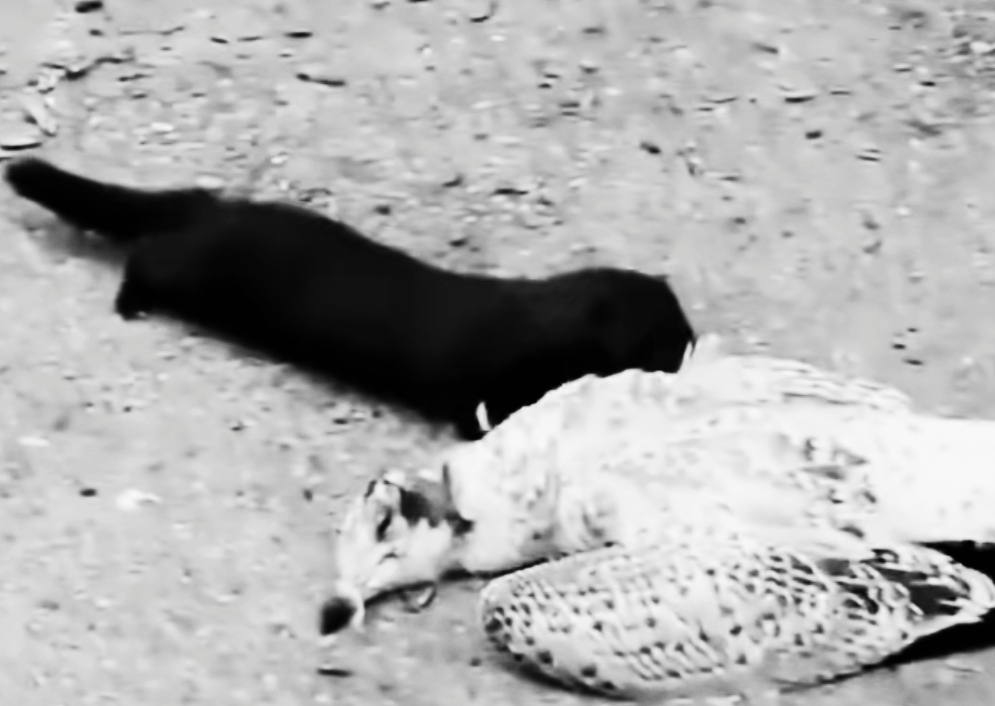 捕捉黄大仙的方法有哪些,黄大仙为什么怕黄鼠狼