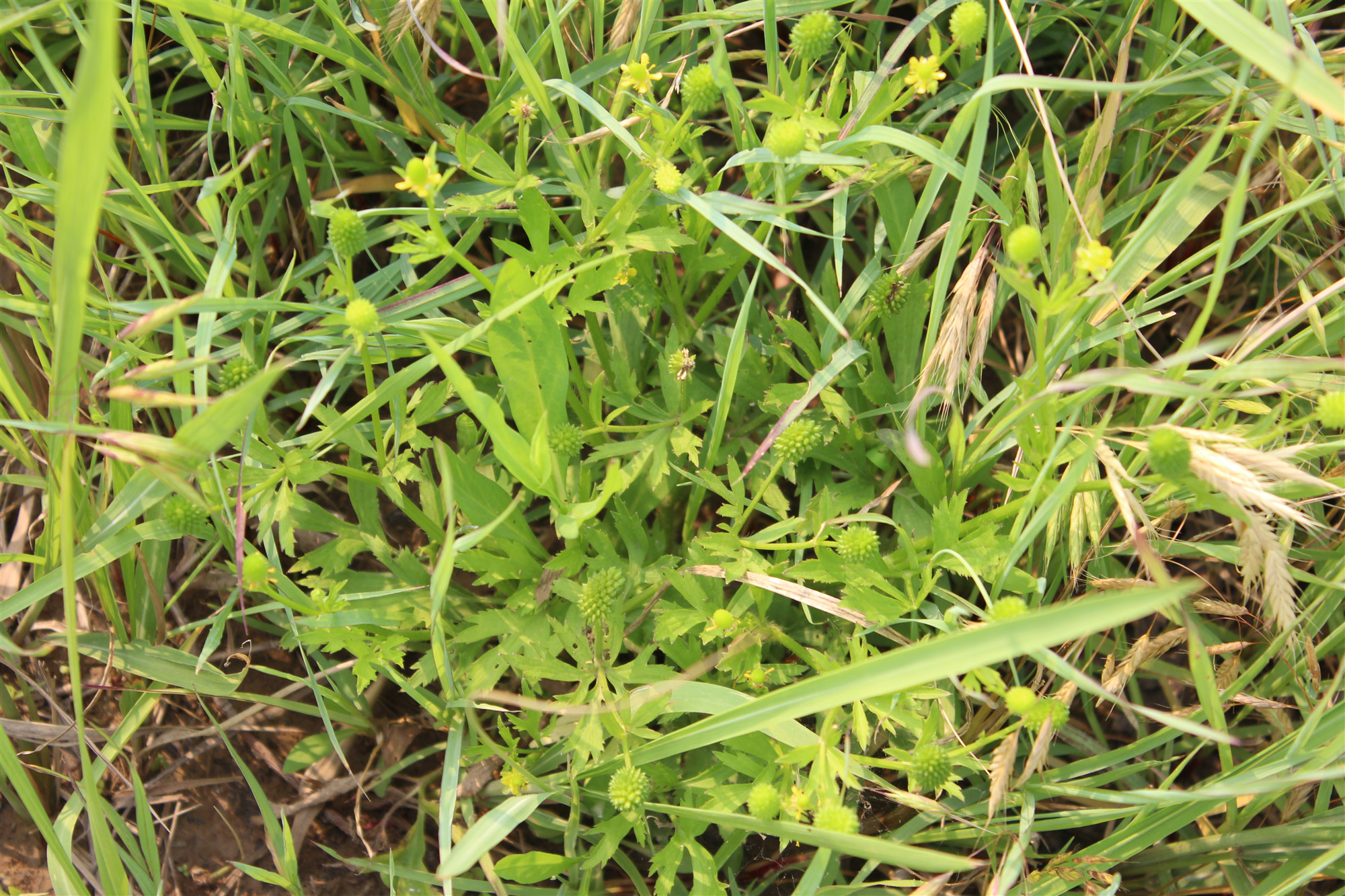 中药石龙芮是什么意思,中药石龙芮的功效与别名