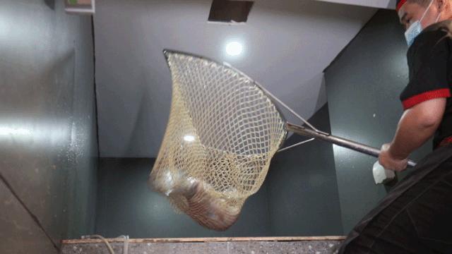 广州好吃的脆肉鲩鱼火锅,顺德人不多的鱼生