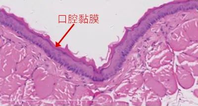 连同事都抢着试的高颜值口喷,用完嘴巴好清新,哈气都是香的