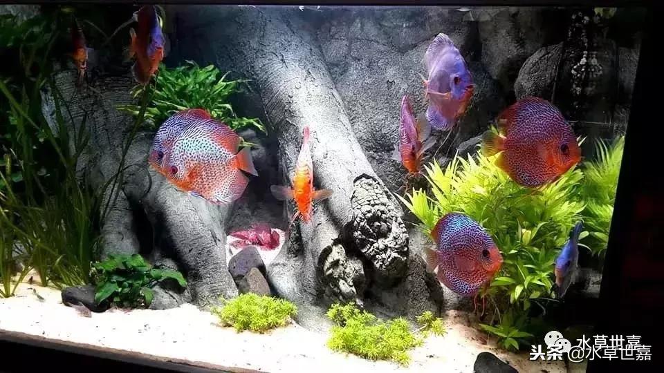 七彩神仙鱼水族箱布景,七彩神仙鱼苗繁殖技术