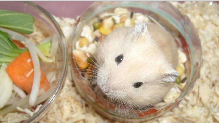 布丁仓鼠激萌时刻,布丁仓鼠萌宠