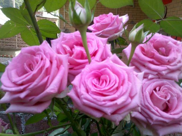 乡村小院改造老房子,乡村小院花园