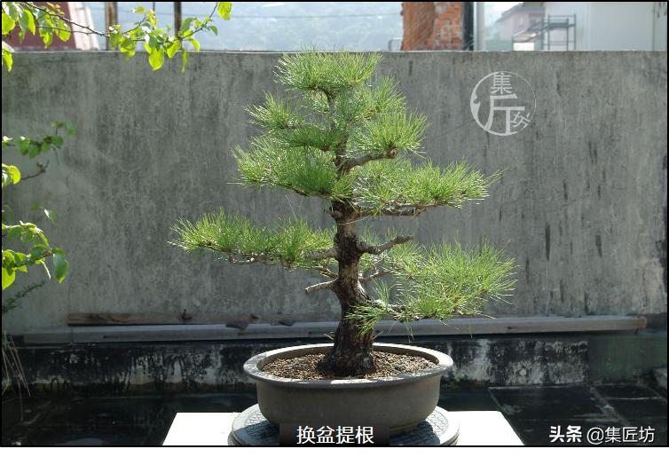 黑松盆景造型实例图解 (小型黑松造型盆景)