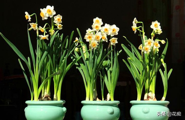 水仙花种植技巧水培,水仙花出现徒长倒下来如何处理