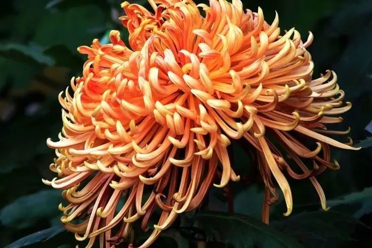 花中四君子菊花,花中四君子菊花的简介