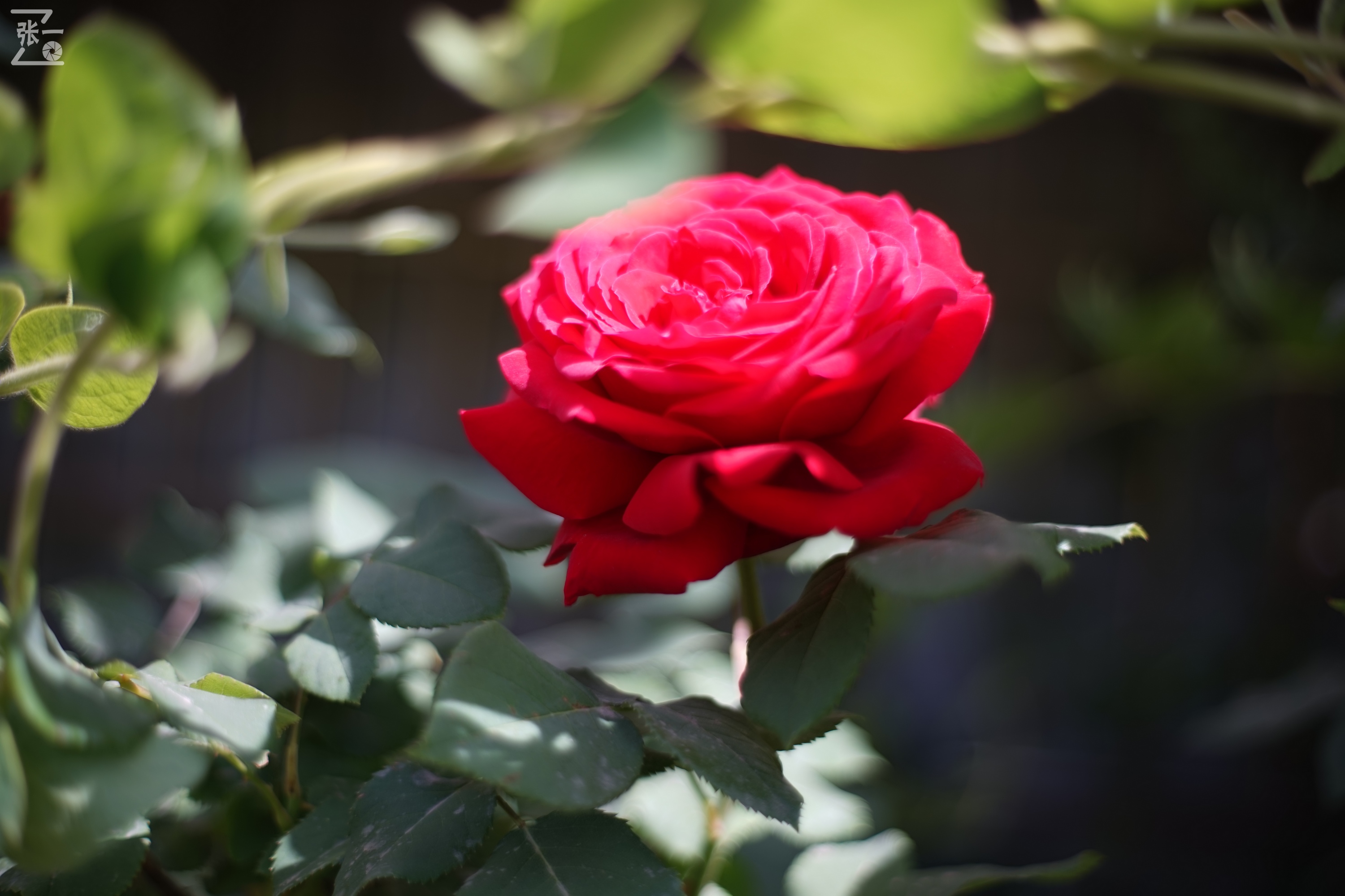 凤凰国产50mm镜头,凤凰索尼e口镜头