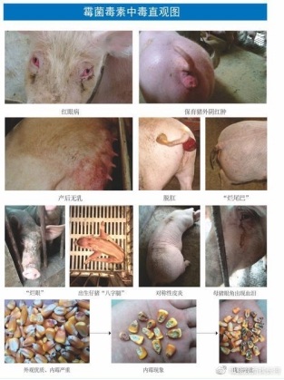 母猪为啥要排毒,母猪为什么要保健净化