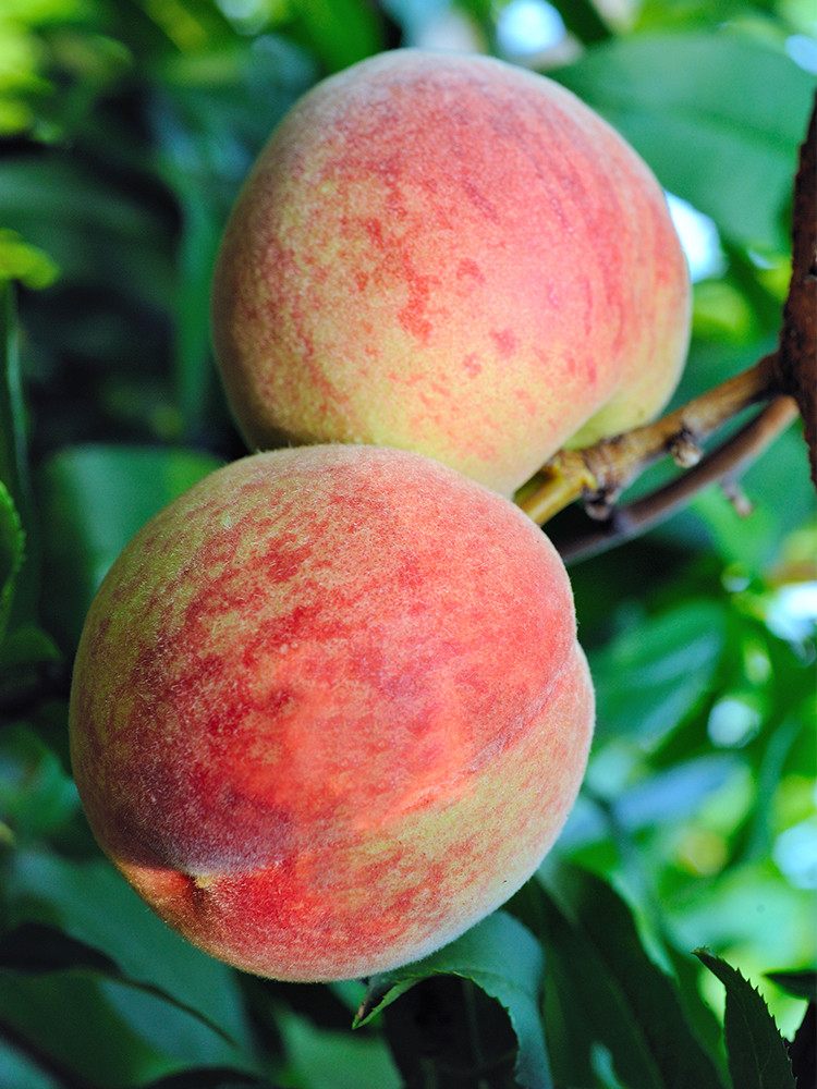含铁高的水果蔬菜排行榜,含铁丰富的水果是什么