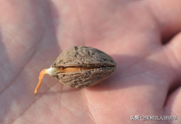 桃树种子播种繁殖的还需要嫁接吗,六月嫁接春季栽的小桃树可以吗