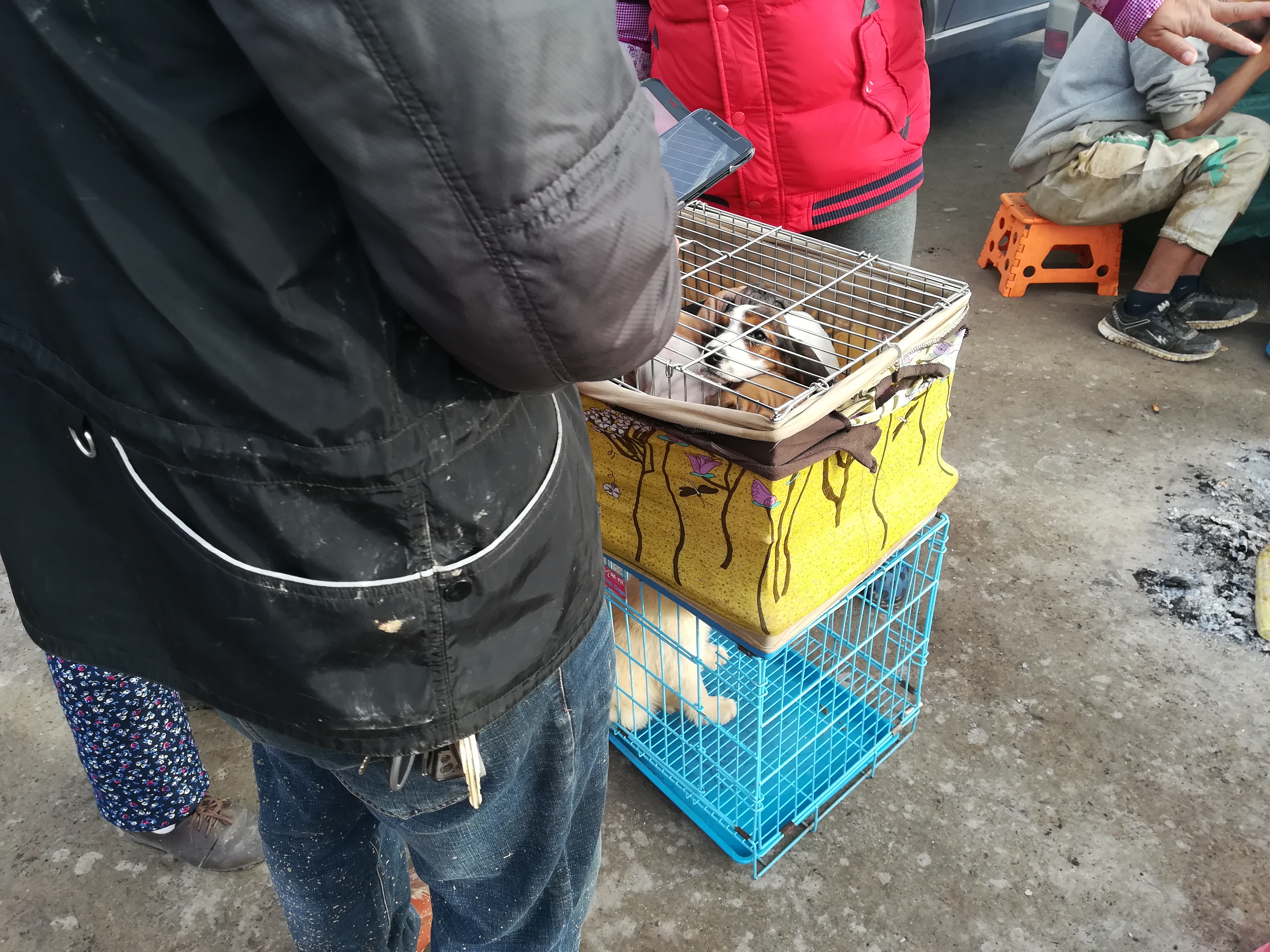 南宁沙皮狗多少钱一只,小型沙皮狗多少钱买一条