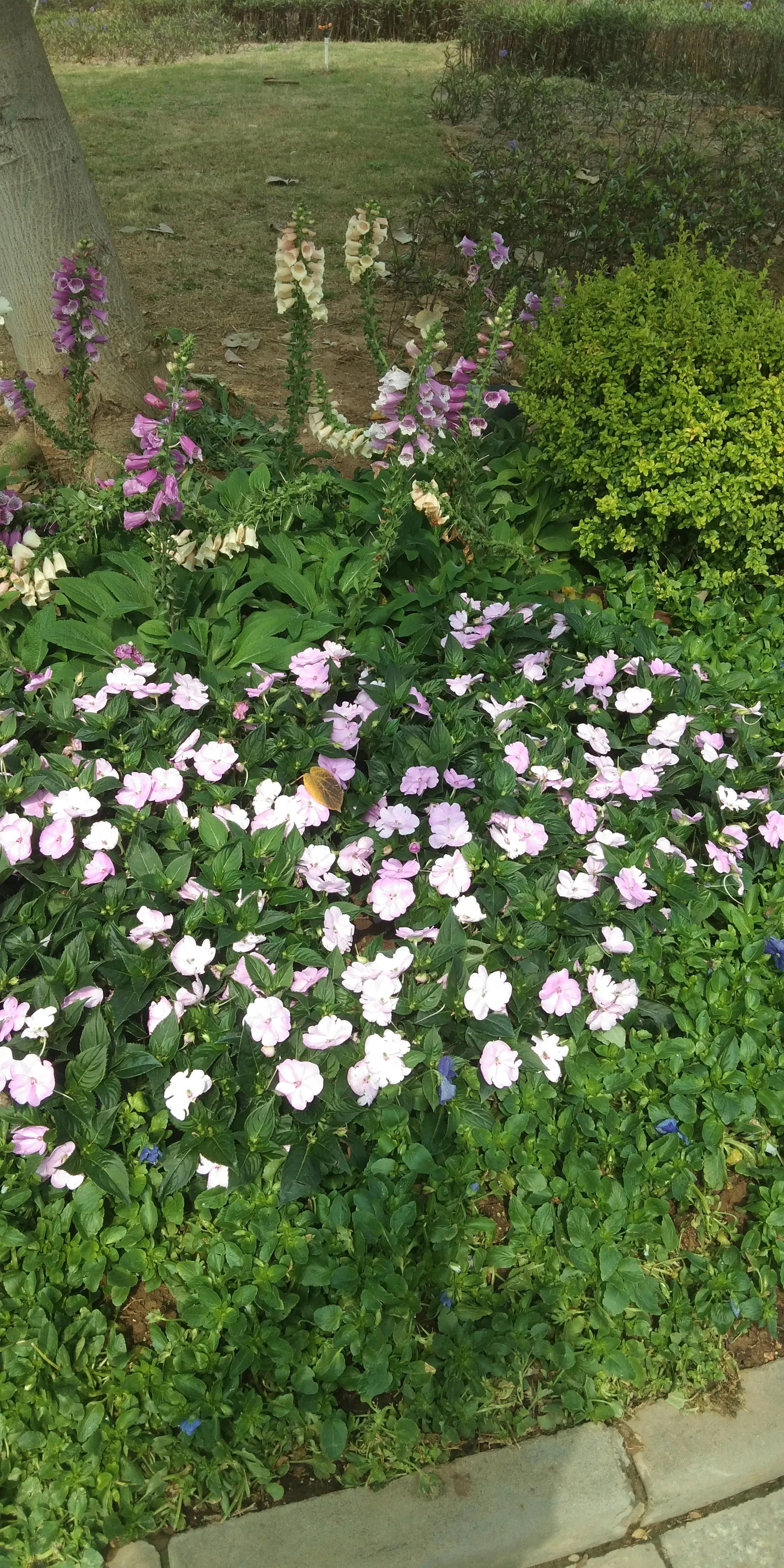 佛山高明怎样,佛山高明区很差吗