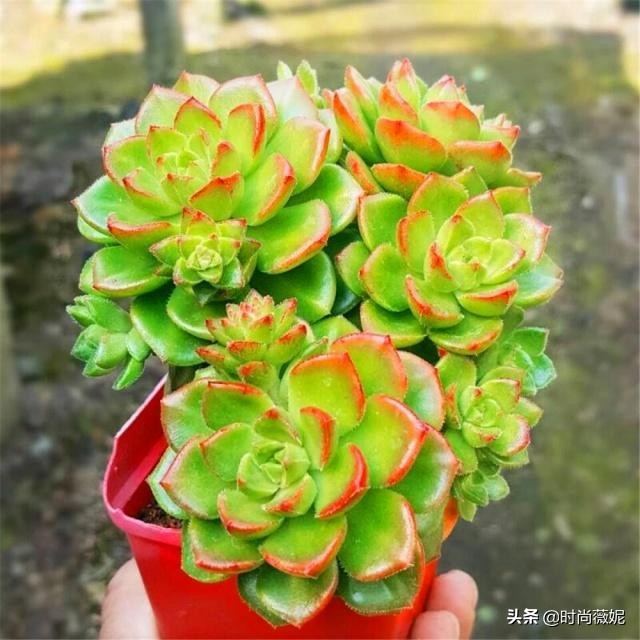 看看多肉萌新“水贴吧”的专业“10句黑话”，时常唬住“*江老**湖”